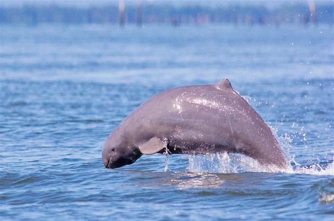 Delfines del Ayeyarwaddy