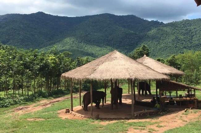 Campo de Elefantes en Green Hill Valley