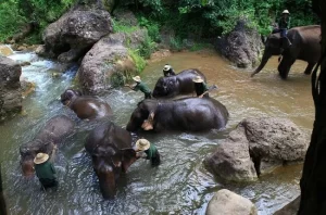Green Hills Valley - Campo de Elefantes