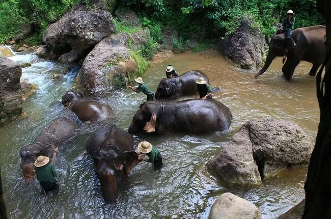 Green Hills Valley - Campo de Elefantes