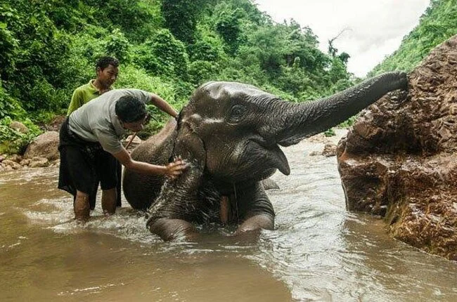 Green Hills Valley - experimentar lavar a los elefantes