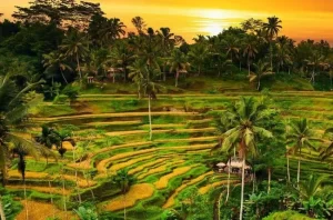 Indonesia - Ubud