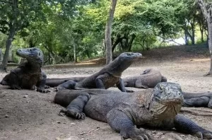Isla Rinca - Dragón de Komodo