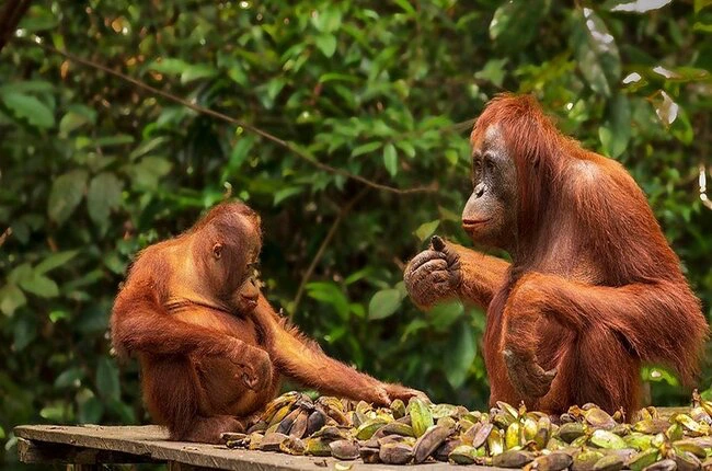 Pondok Tanggui - Orangutanes