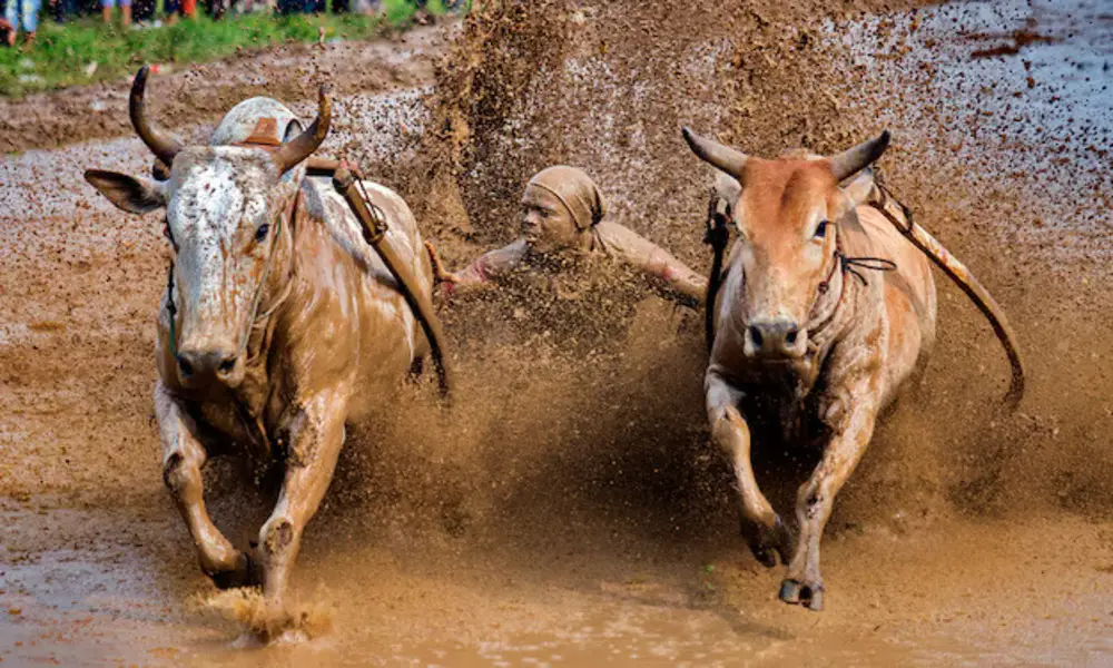 Festival de Pacu Jawi - Carrera tradicionale de torros