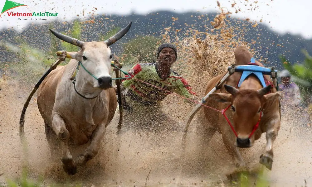 Festival de carreras de vacas Pacu Jawi