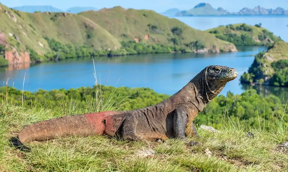 Komodo - una isla de los dragones en Indonesia