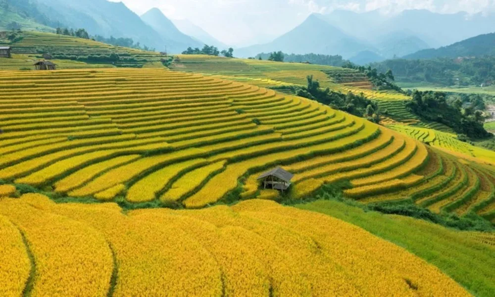 Temporada de arroz maduro en Sapa