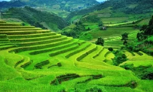 Temporada de arroz verde en Sapa