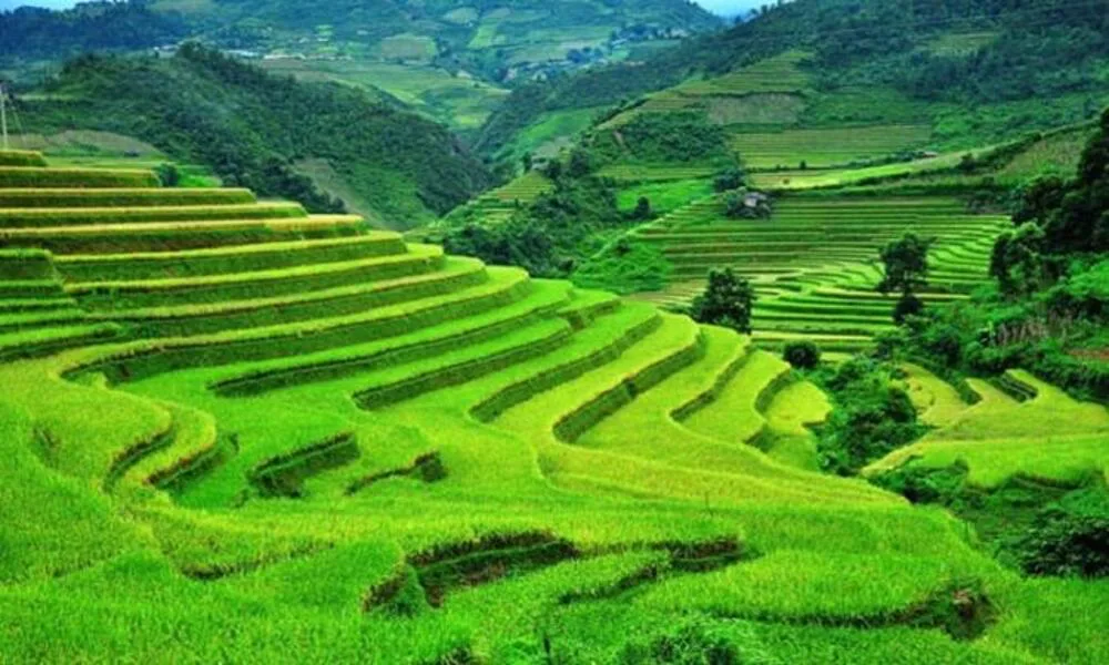 Temporada de arroz verde en Sapa