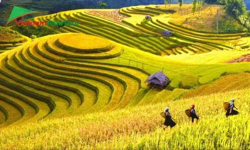 Tiempo de arroz maduro en Sapa