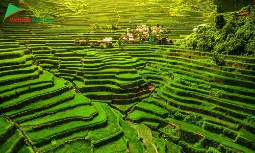 Tiempo de arroz verde en Sapa