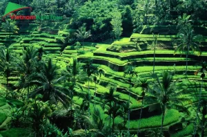 Ubud