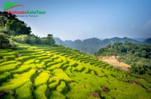 campos de arroz en Pu Luong Vietnam