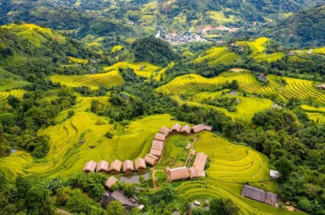 Ha Giang - Campo amarillo