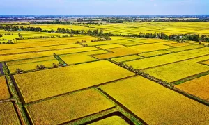 Temporada de cosecha de arroz - Del de Mekong
