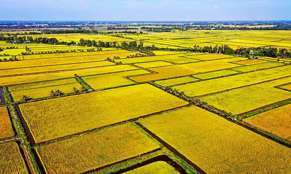 Temporada de cosecha de arroz - Del de Mekong
