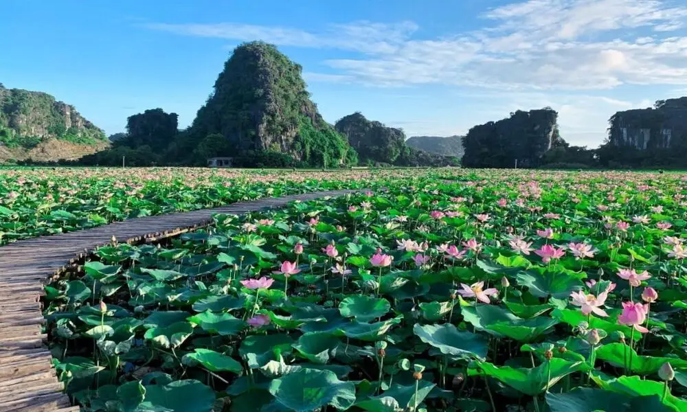 Temporada de loto - Ninh Binh
