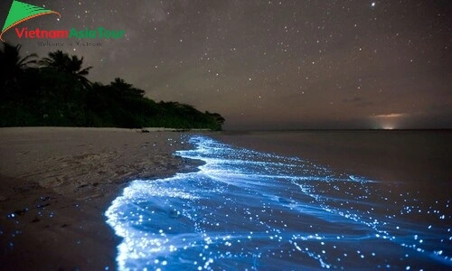 Criatura luminiscente en Koh Rong