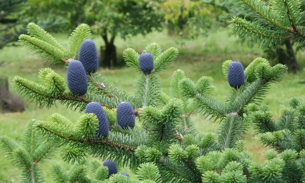 Abeto Fansipan - plantas naturales raras