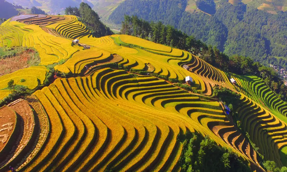 Admirar la terraza de arroz maduro en Mu Cang Chai