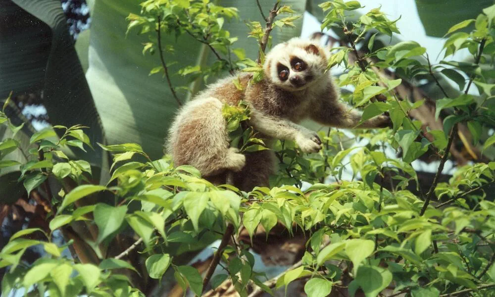 Animales en el Parque Nacional