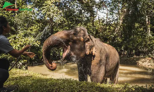 Bañarse a los elefantes en Khao Sok