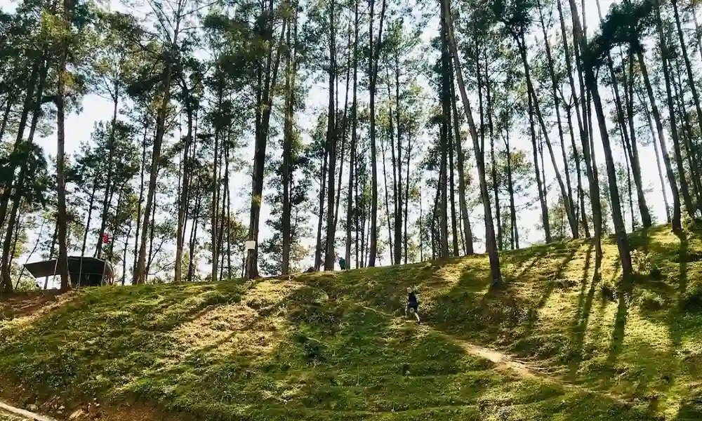 Bosque de pinos de Yen Minh - Ha Giang