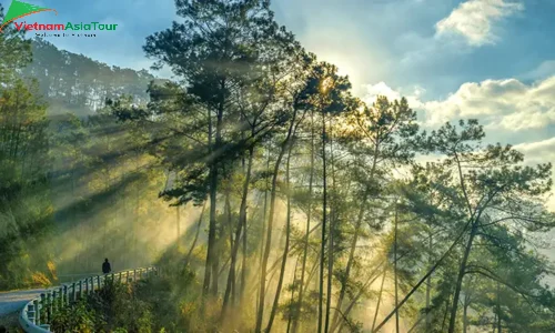 Bosque de pinos de Yen Minh