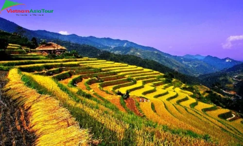 Campos de Arroz en Terraza