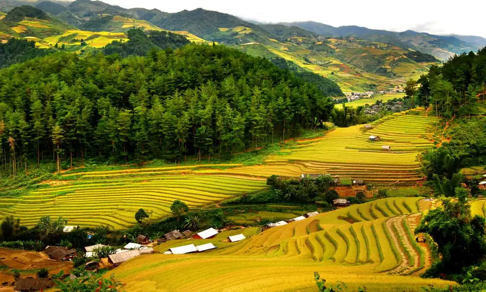Campos de Arroz maduro