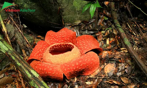 Flor Rafflesia