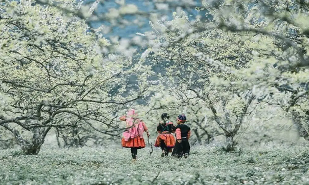 Flores blancas en primavera - Mai Chau