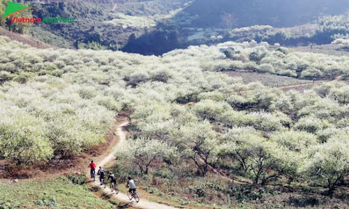 Flores blancas florecen en Mai Chau