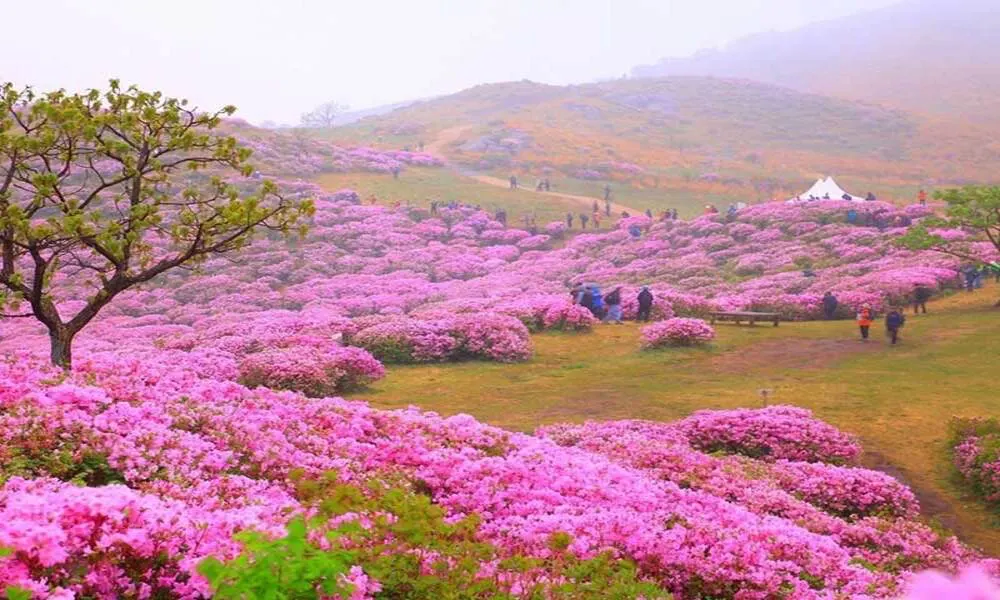 Flores rododendros - montaña de Fansipan