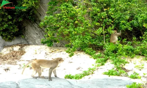 Isla de los Monos en Cat Ba