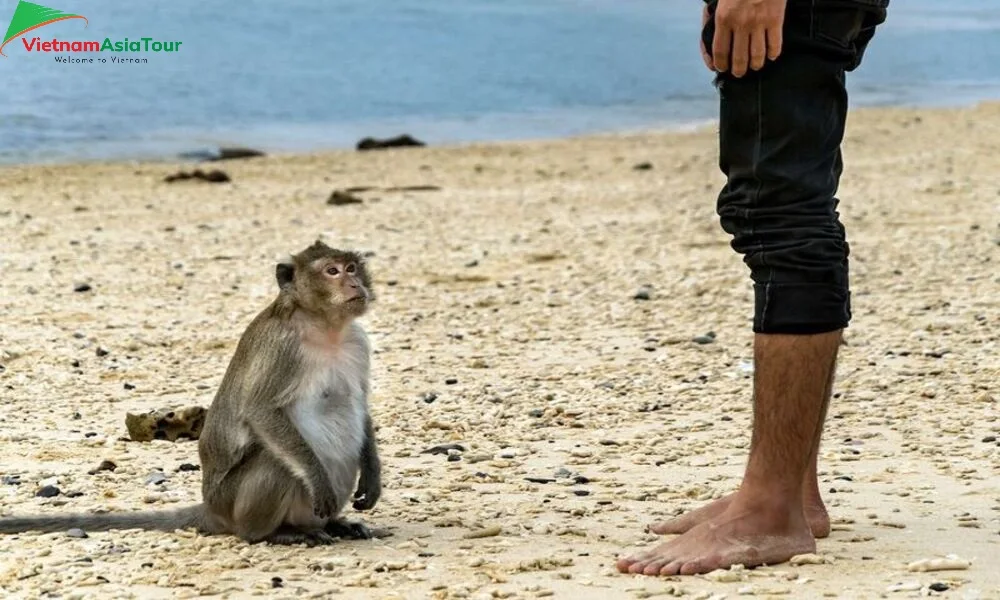 Isla de los Monos