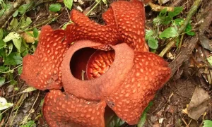 La flor más grande del mundo Bua Phut (Rafflesia kerrii)