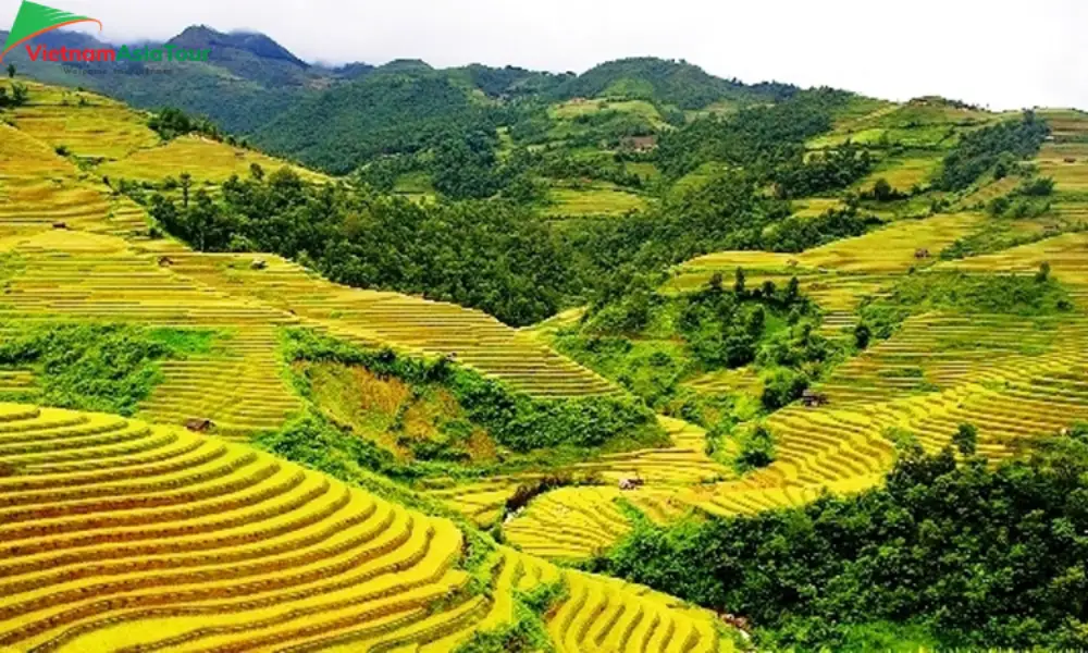 Mai Chau en temporada de arroz maduro
