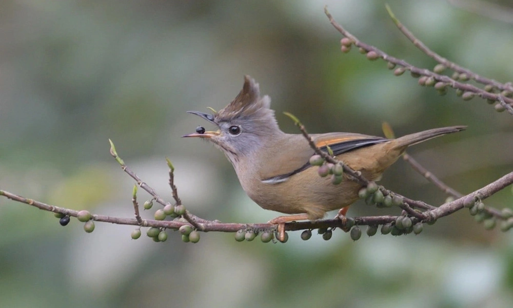 Pájaros en el bosque de Sapa