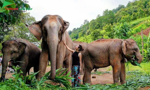 Parque natural de elefante