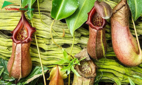 Planta de jarra en Khao Sok