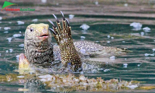 Reptiles en el parque nacional de Khao Sok