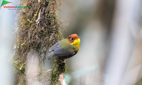 Un pájaro en Fansipan