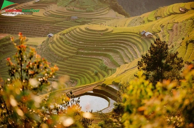 Temporada dorada de Mu Cang Chai