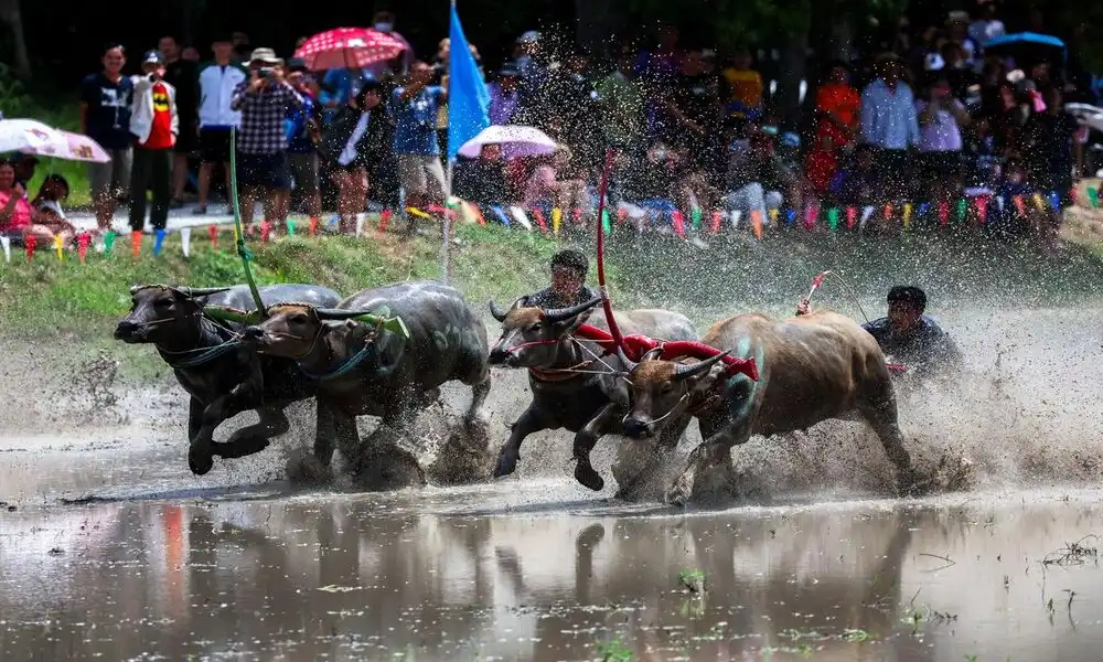 Festival de carreras de búfalos en Tailandia-