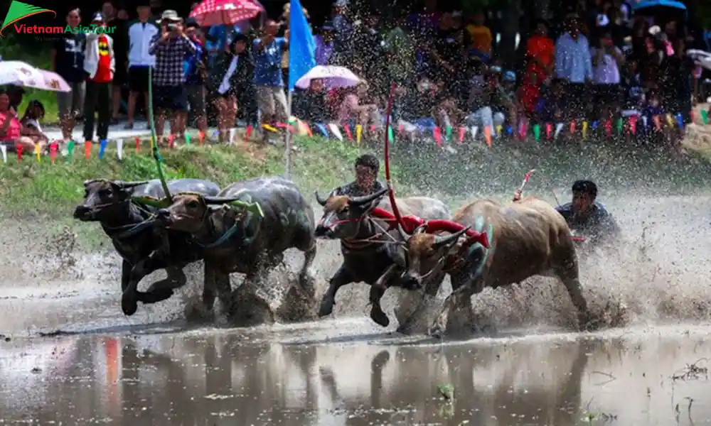 Fiesta de carreras de búfalos Tailandia