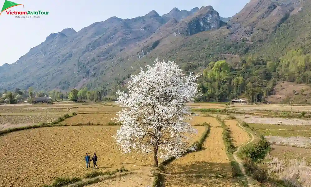 Flores de pera en el valle