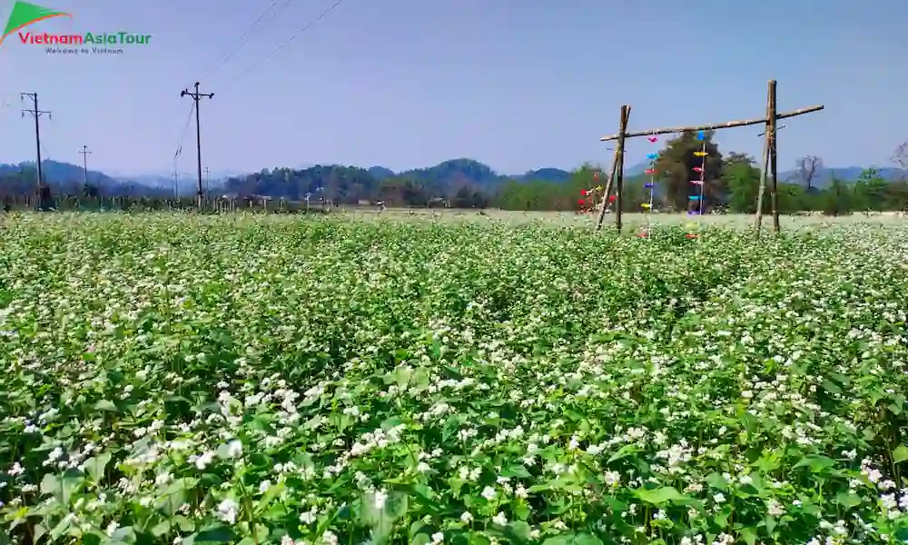 Flores de trigo sarraceno