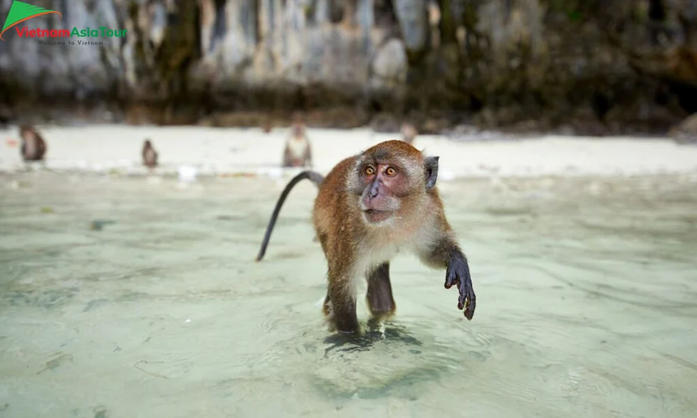 Isla de los monos o Monkey Beach